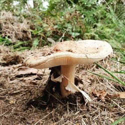 Close-up of mushroom growing on field