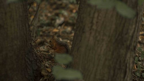 Close-up of lizard on tree trunk