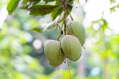 fruit