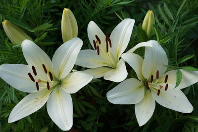 Close-up of white lily flowers