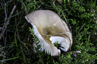 High angle view of mushroom on grass