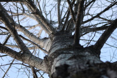 Low angle view of bare tree against sky
