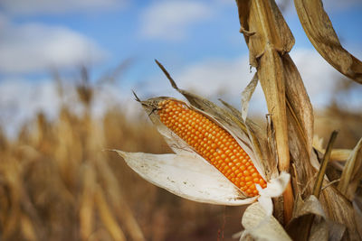 Close-up of corn on field