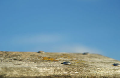 Close-up of insect on wood against clear blue sky