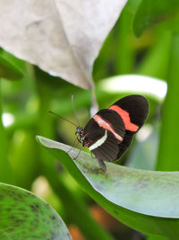 Close-up of butterfly perching on leaf