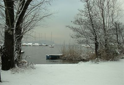 Bare trees in winter