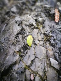 High angle view of yellow leaves on water