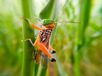 Close-up of insect on plant