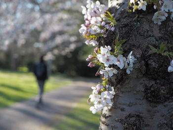 Close-up of white cherry blossom tree