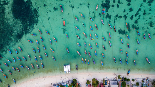 High angle view of swimming in water