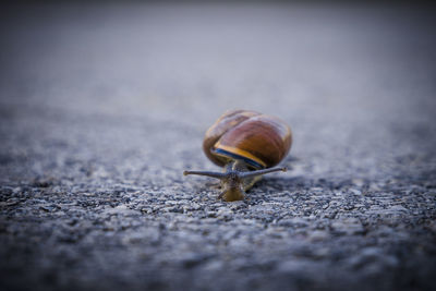 Close-up of snail on road