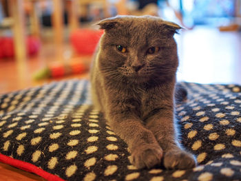 Close-up portrait of cat