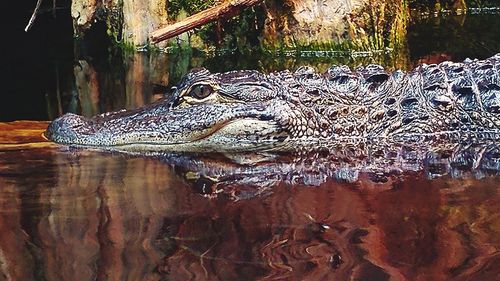 Close-up of crocodile in water