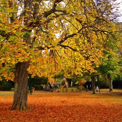 Autumn trees against sky