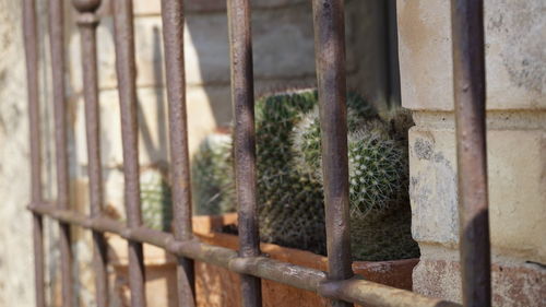 Close-up of an cactus on a windowsill 