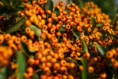 Close-up of berries growing on tree