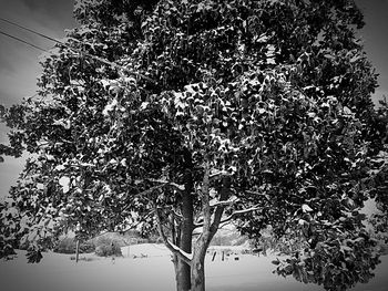 Low angle view of trees against sky