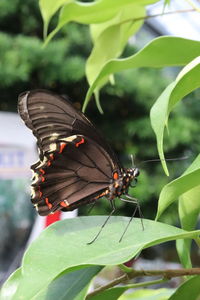 Butterfly on leaf