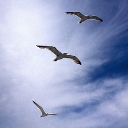 Low angle view of seagull flying against sky