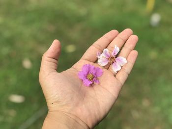 Close-up of hand holding pink flower