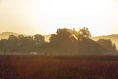 Scenic view of field against clear sky