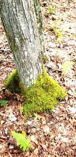 High angle view of trees growing in forest