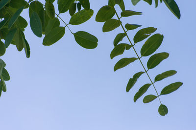 Low angle view of leaves against clear blue sky