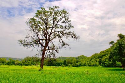 Tree on field against sky