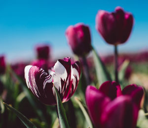 Close-up of pink tulips