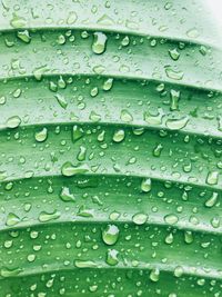 Full frame shot of raindrops on leaf