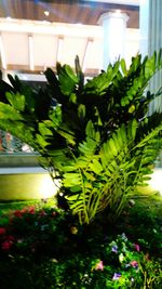 Close-up of plant in greenhouse