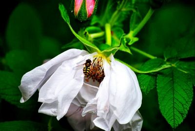 Close-up of bee pollinating flower