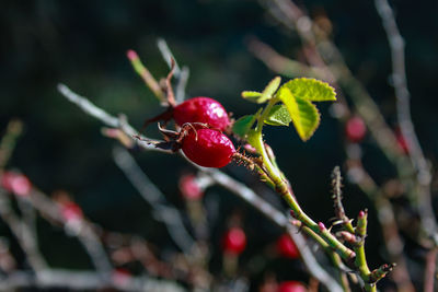 Close-up of red berries growing on tree