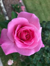 Close-up of pink rose blooming outdoors