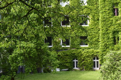 Trees growing in park