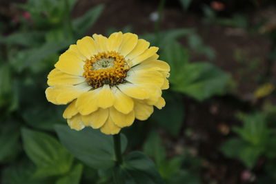 Close-up of yellow flower