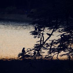 Silhouette bird on tree against sky during sunset