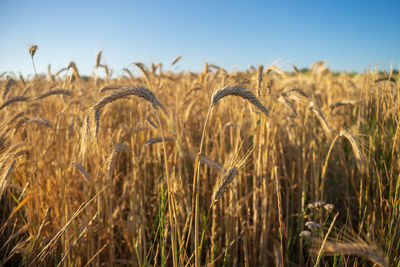 Close-up of stalks in field against sky