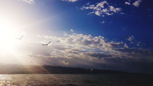 Low angle view of silhouette birds flying over sea against sky