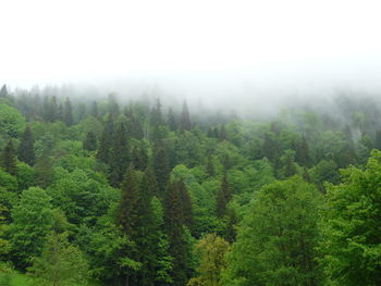 Scenic view of forest against sky