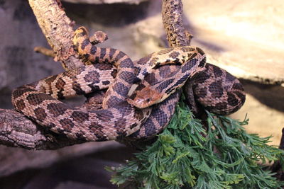 Close-up of snake on tree