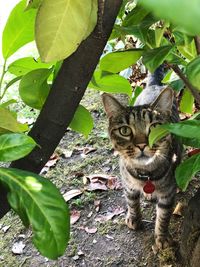 Portrait of a cat