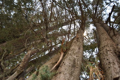 Low angle view of trees in forest