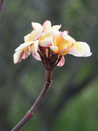 Close-up of pink flowers