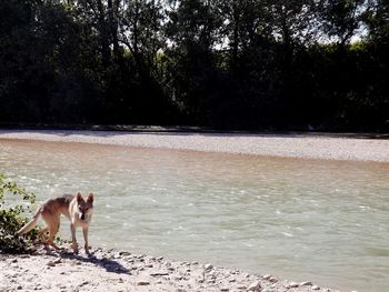 Dog in water