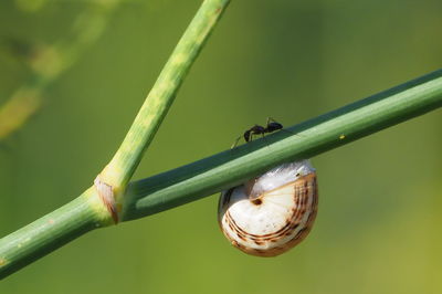 Close-up of insect on plant