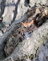 Squirrel on a tree