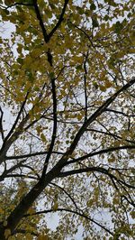 Low angle view of flower tree against sky