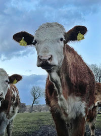 Portrait of cow on field against sky