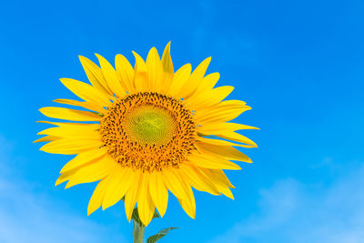 Close-up of sunflower against blue sky